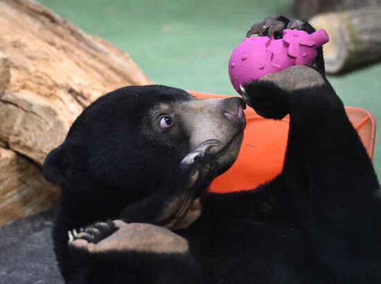 Новые животные в Московском зоопарке
