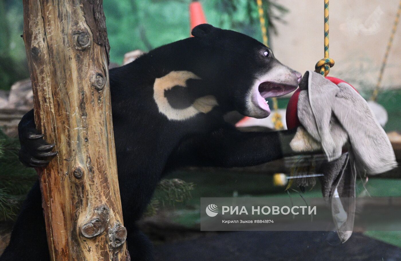 Новые животные в Московском зоопарке