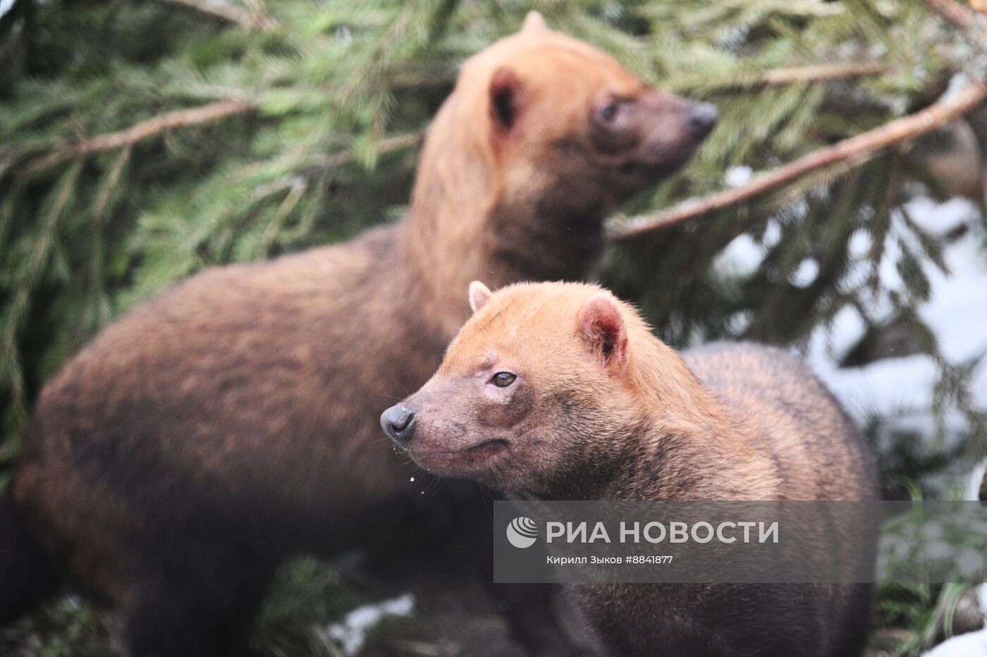 Новые животные в Московском зоопарке