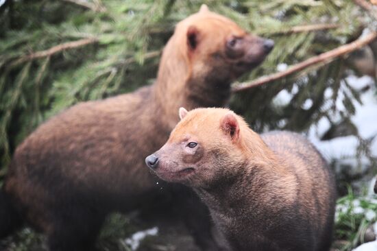 Новые животные в Московском зоопарке