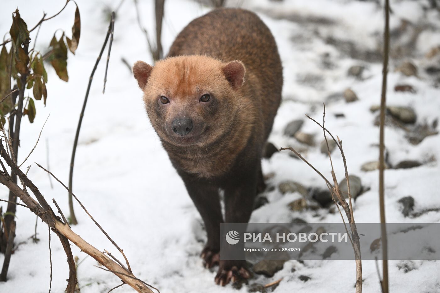 Новые животные в Московском зоопарке