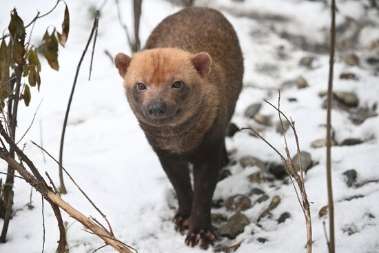 Новые животные в Московском зоопарке