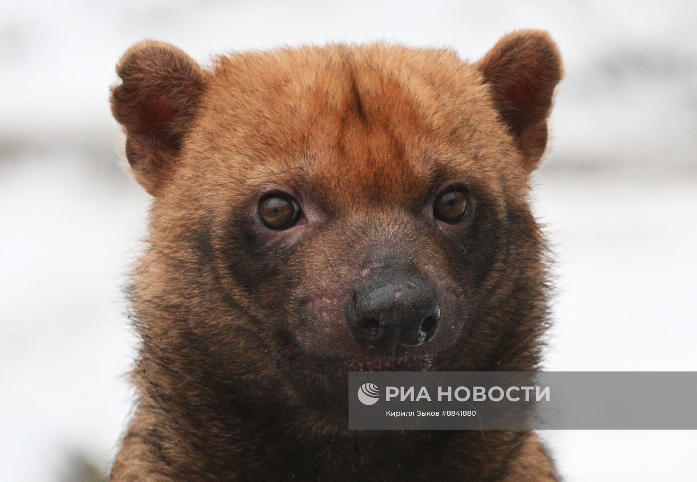 Новые животные в Московском зоопарке