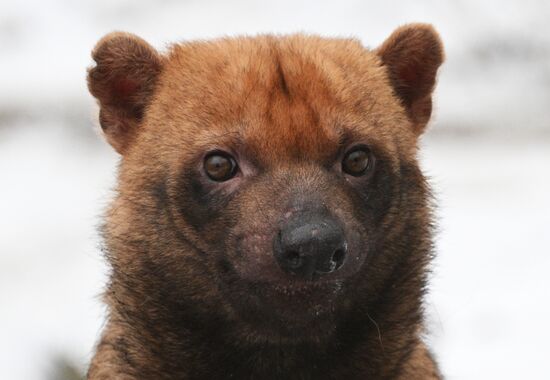 Новые животные в Московском зоопарке