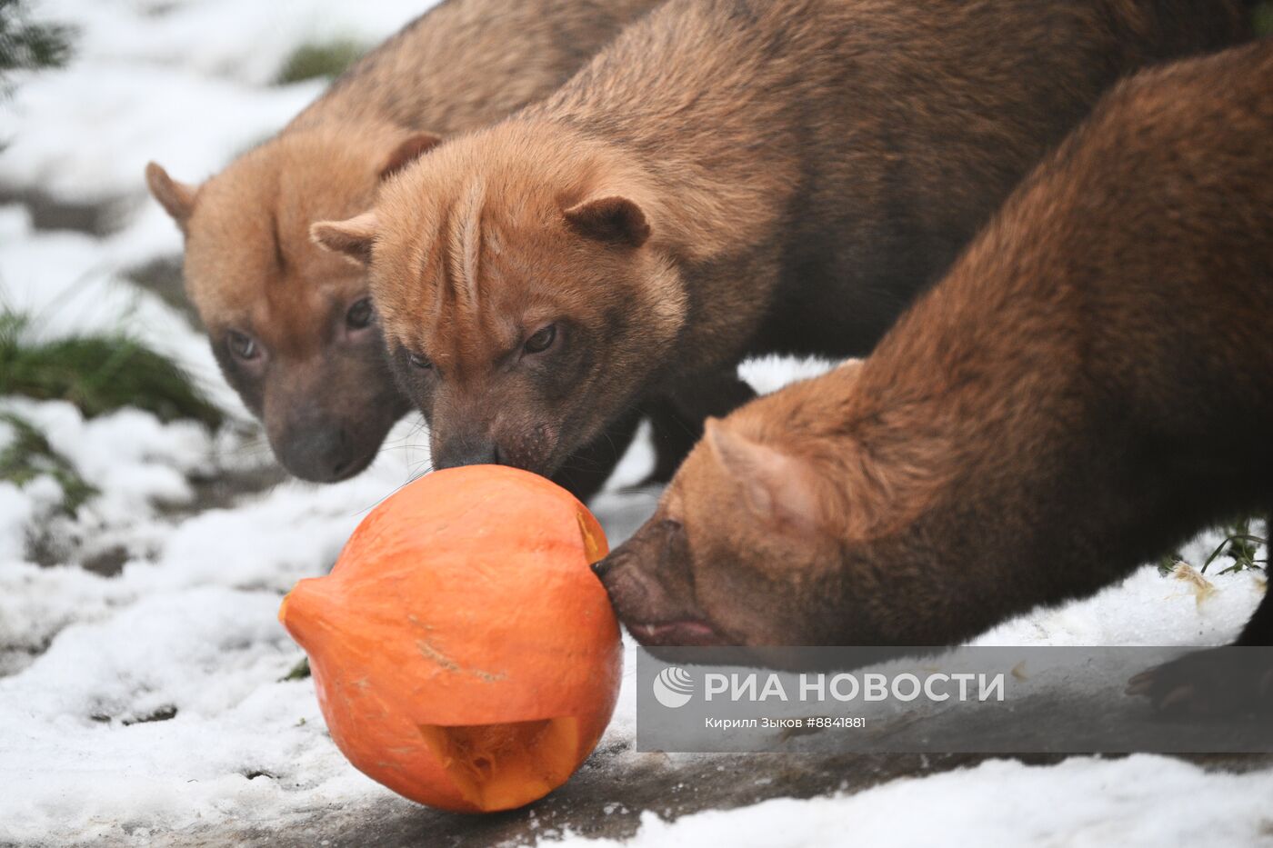 Новые животные в Московском зоопарке