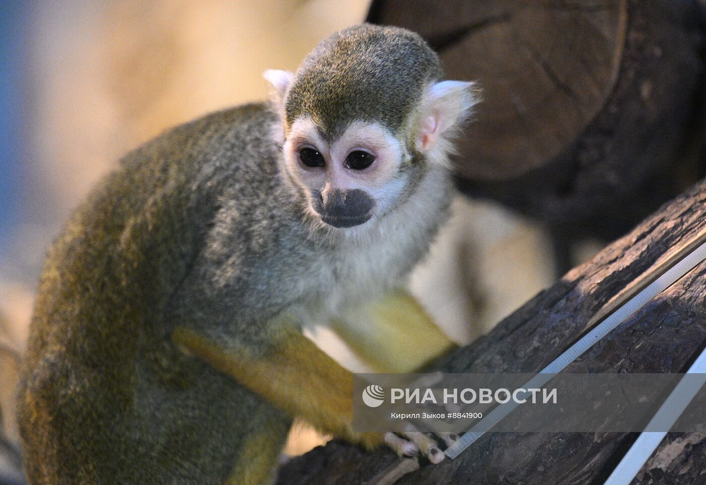 Новые животные в Московском зоопарке