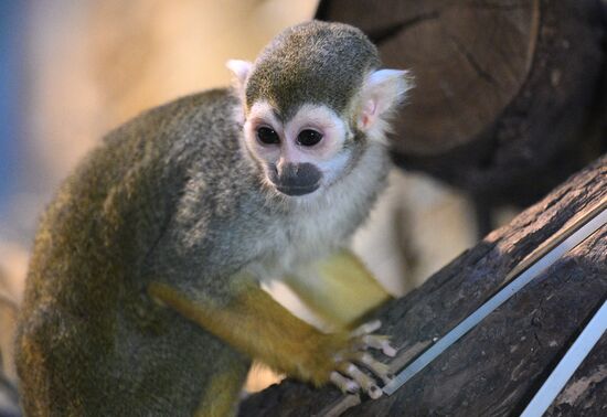 Новые животные в Московском зоопарке