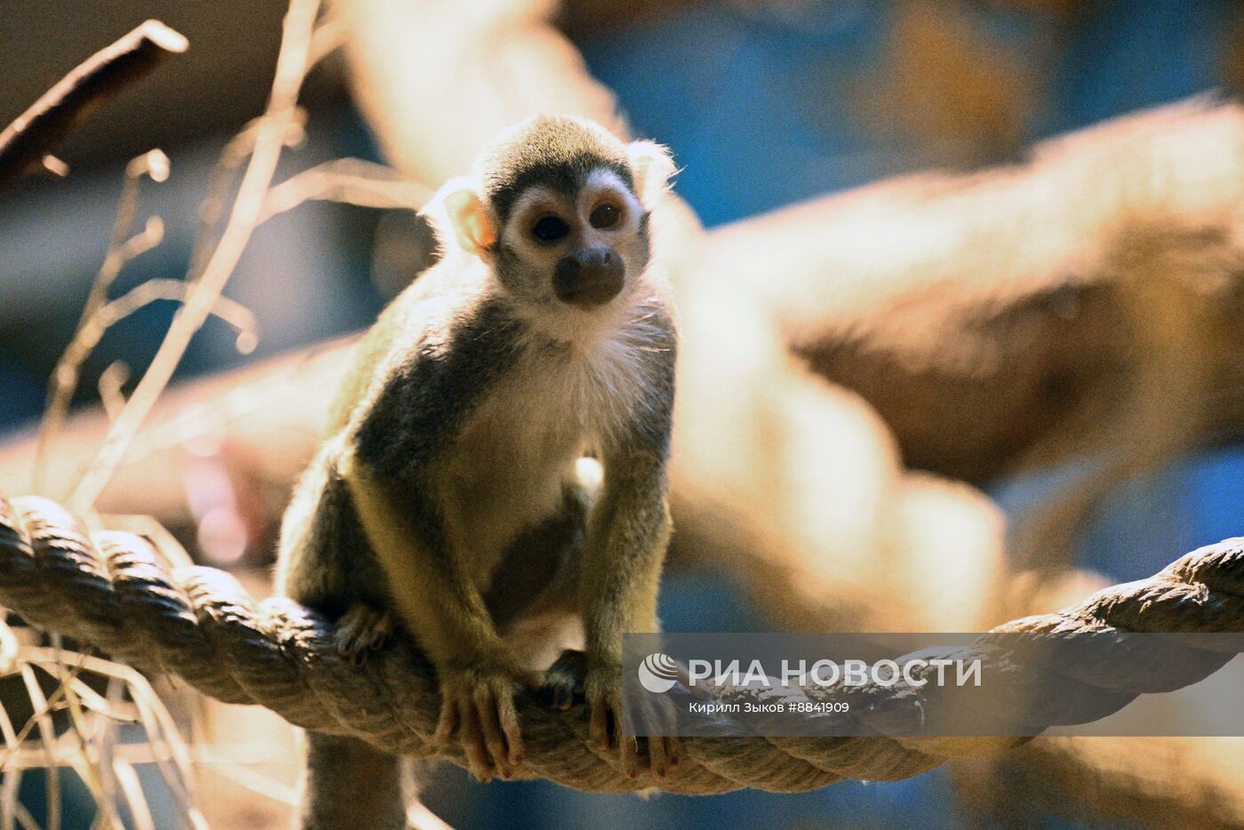 Новые животные в Московском зоопарке