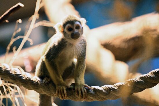 Новые животные в Московском зоопарке