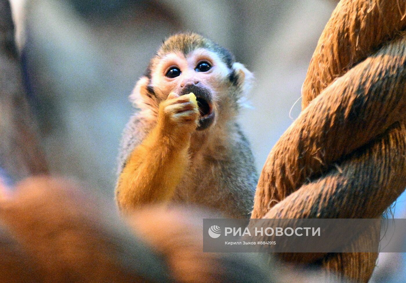 Новые животные в Московском зоопарке