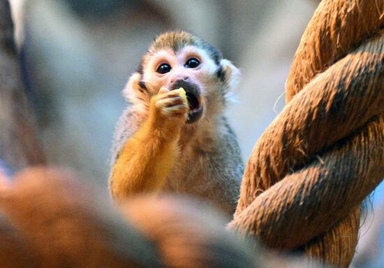 Новые животные в Московском зоопарке