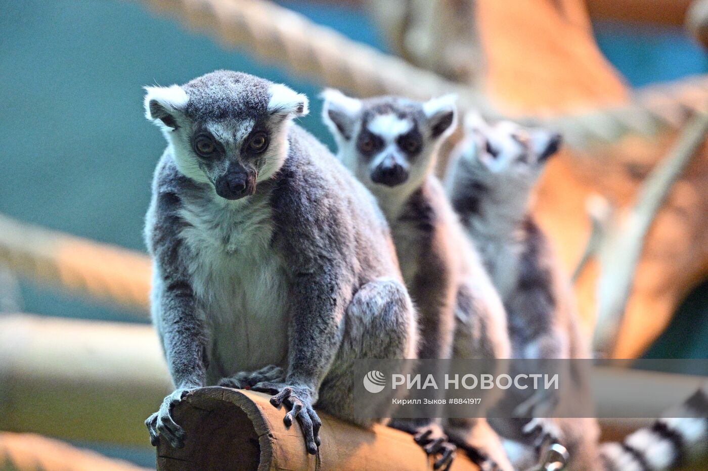 Новые животные в Московском зоопарке