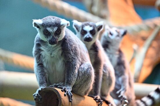 Новые животные в Московском зоопарке