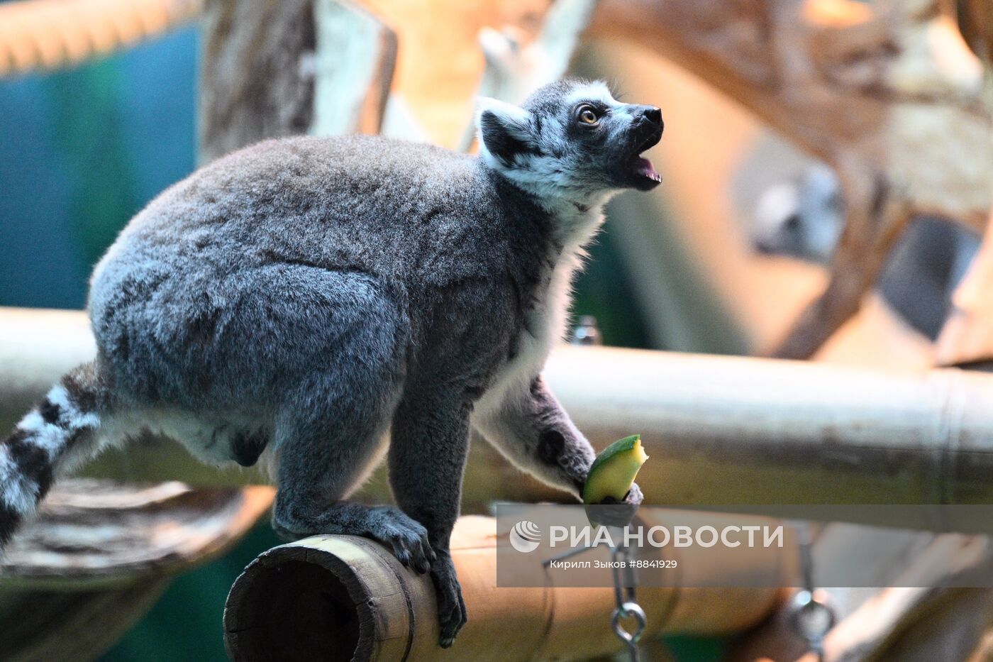 Новые животные в Московском зоопарке