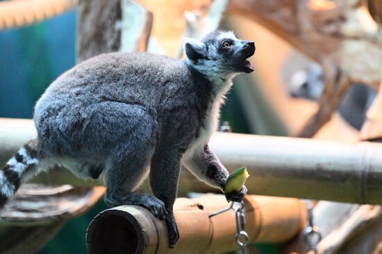 Новые животные в Московском зоопарке