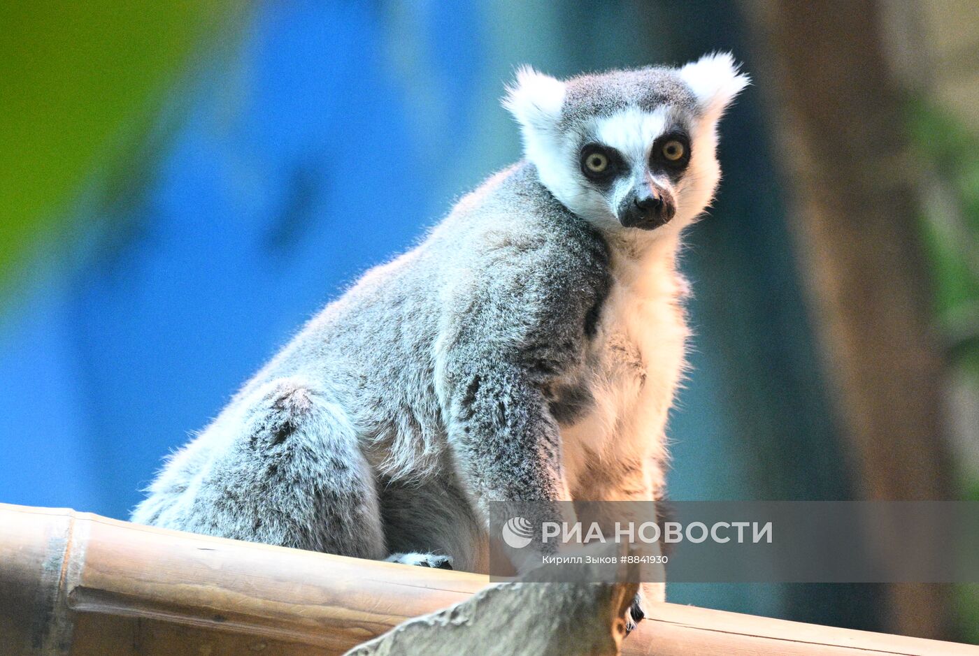 Новые животные в Московском зоопарке