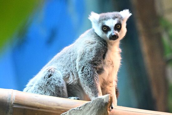 Новые животные в Московском зоопарке