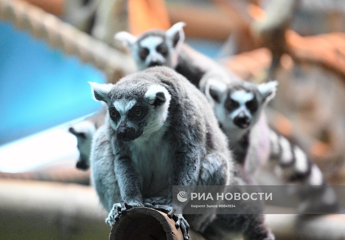 Новые животные в Московском зоопарке