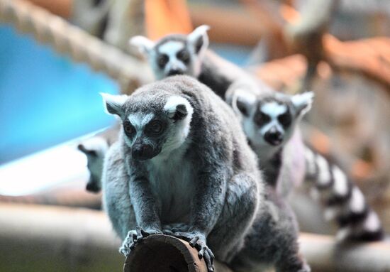 Новые животные в Московском зоопарке