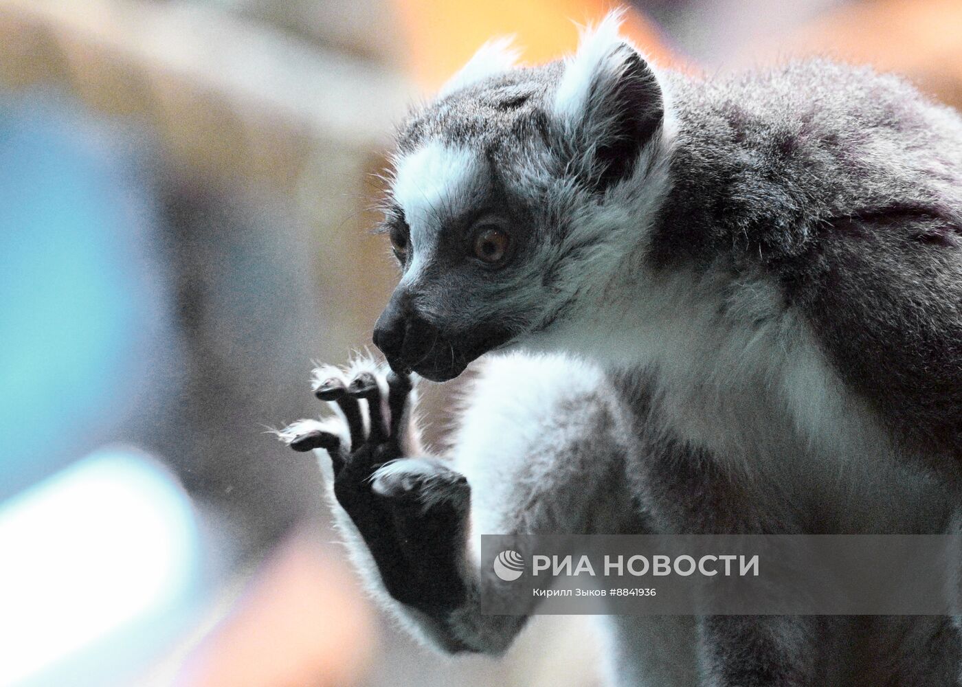 Новые животные в Московском зоопарке