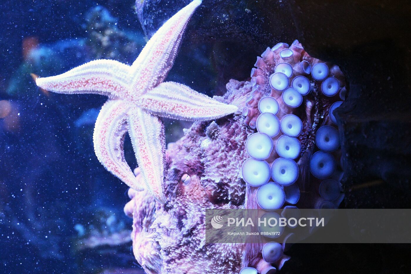 Новые животные в Московском зоопарке