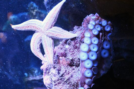 Новые животные в Московском зоопарке