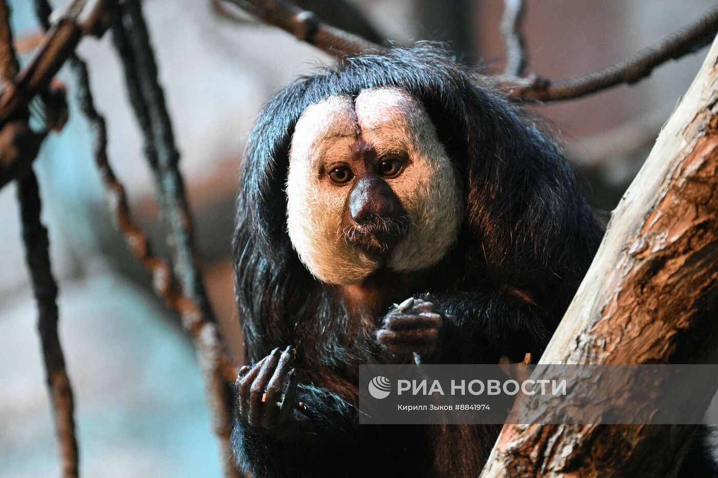 Новые животные в Московском зоопарке