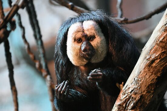 Новые животные в Московском зоопарке