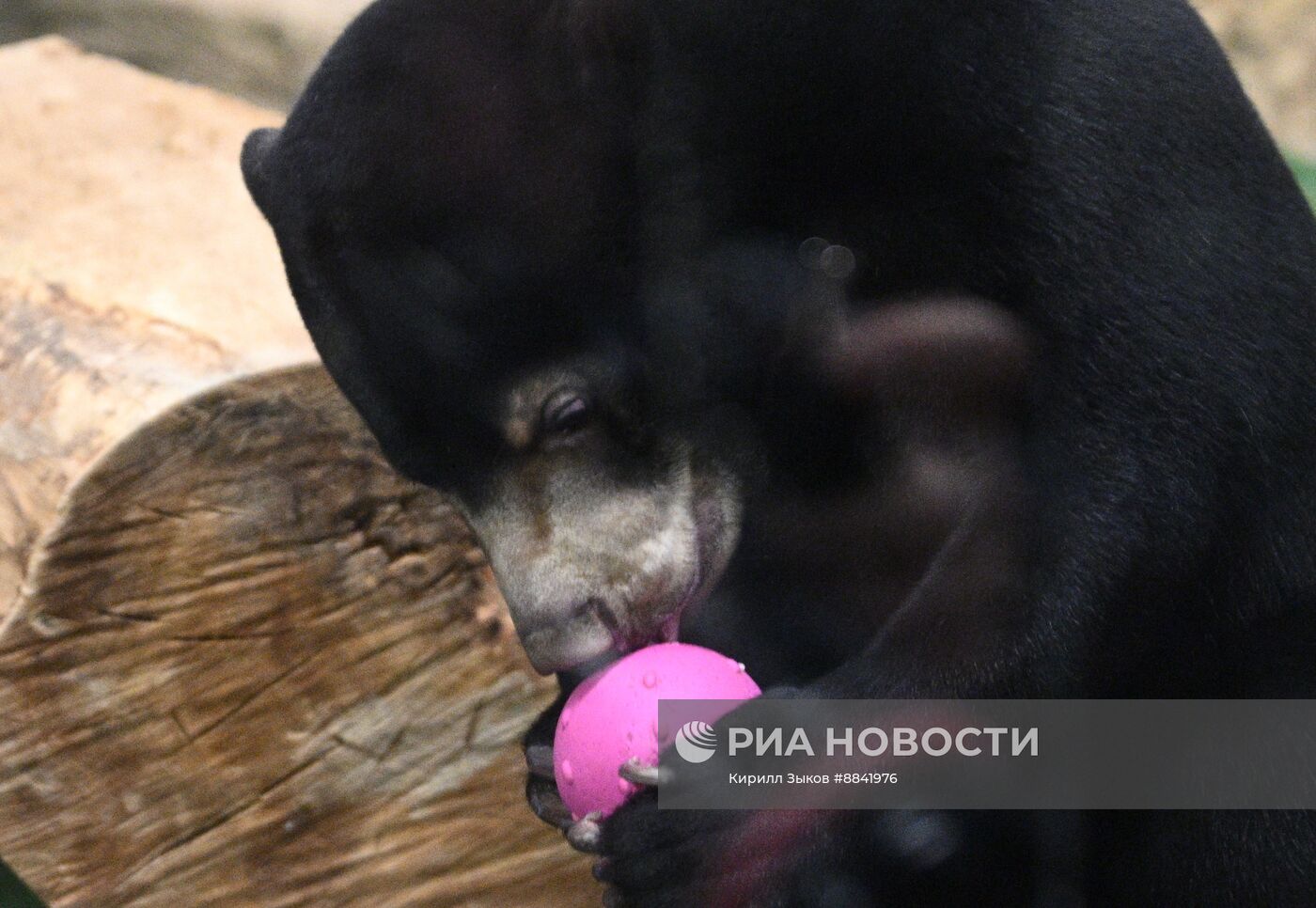 Новые животные в Московском зоопарке