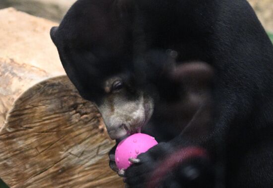 Новые животные в Московском зоопарке