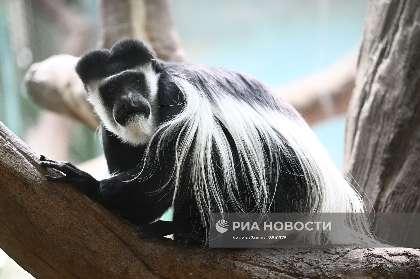 Новые животные в Московском зоопарке