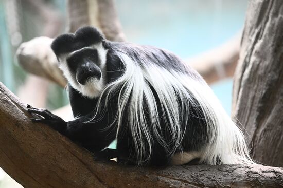 Новые животные в Московском зоопарке