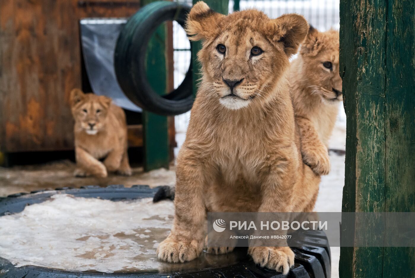 "Дом тигра" в Ленинградской области