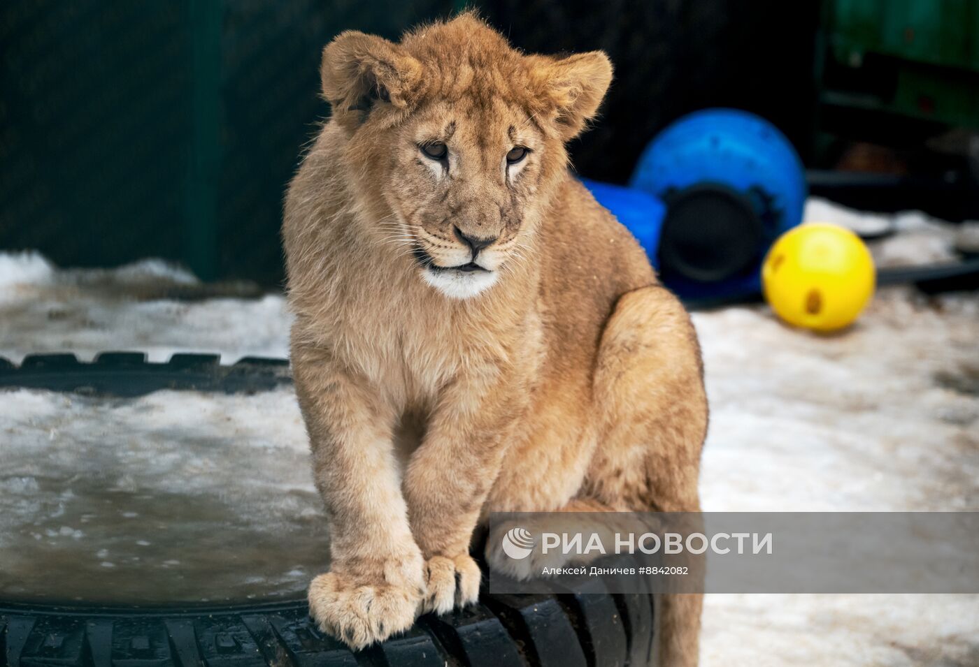 "Дом тигра" в Ленинградской области