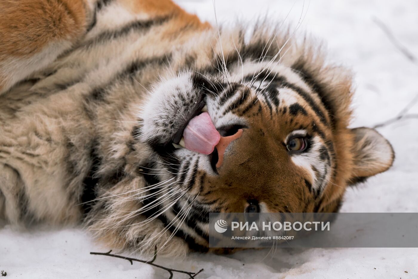 "Дом тигра" в Ленинградской области