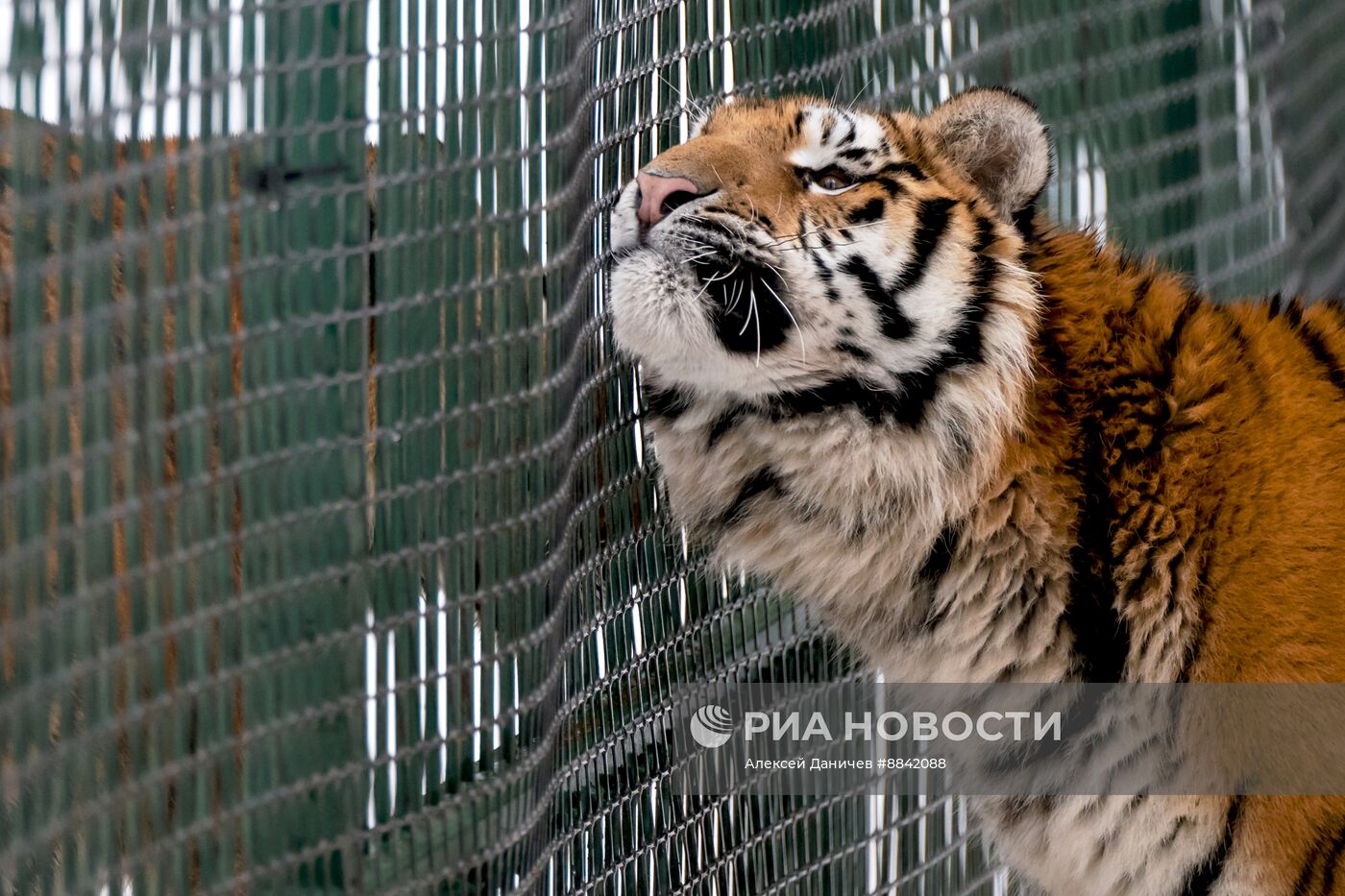 "Дом тигра" в Ленинградской области