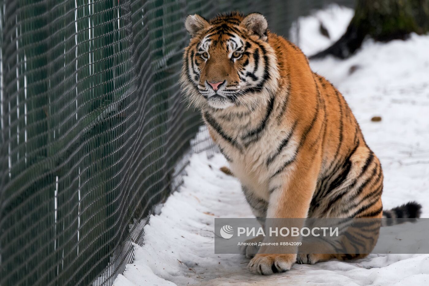 "Дом тигра" в Ленинградской области