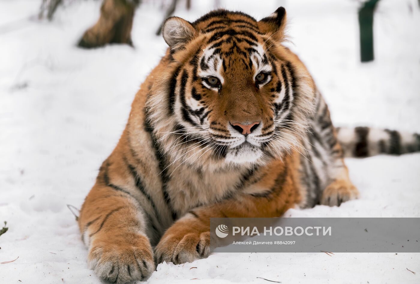 "Дом тигра" в Ленинградской области