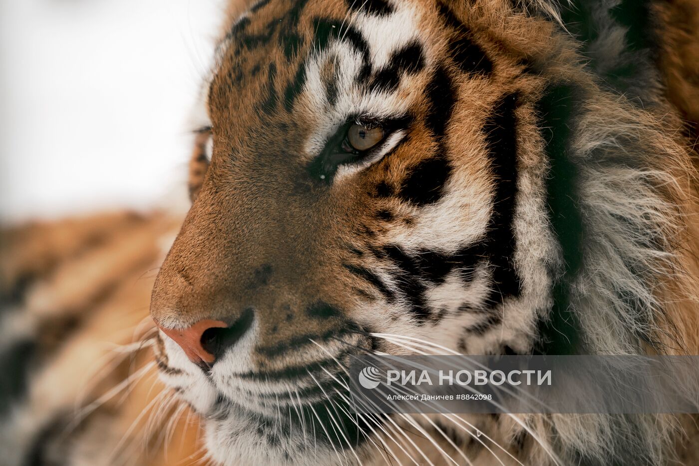 "Дом тигра" в Ленинградской области