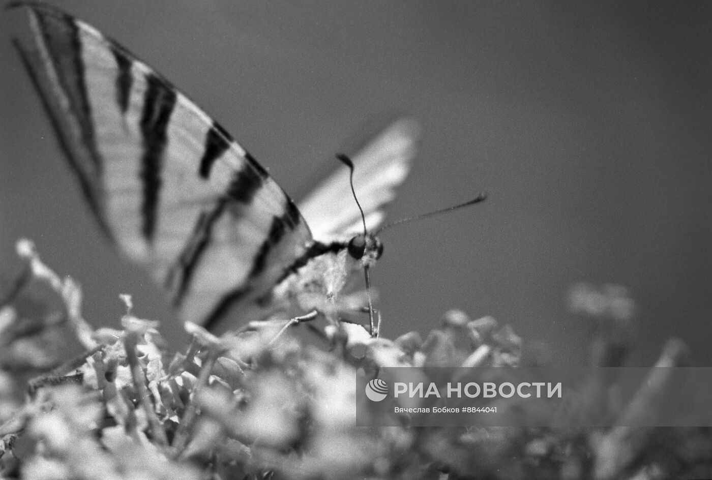 Карадагский природный заповедник