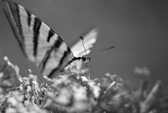 Карадагский природный заповедник