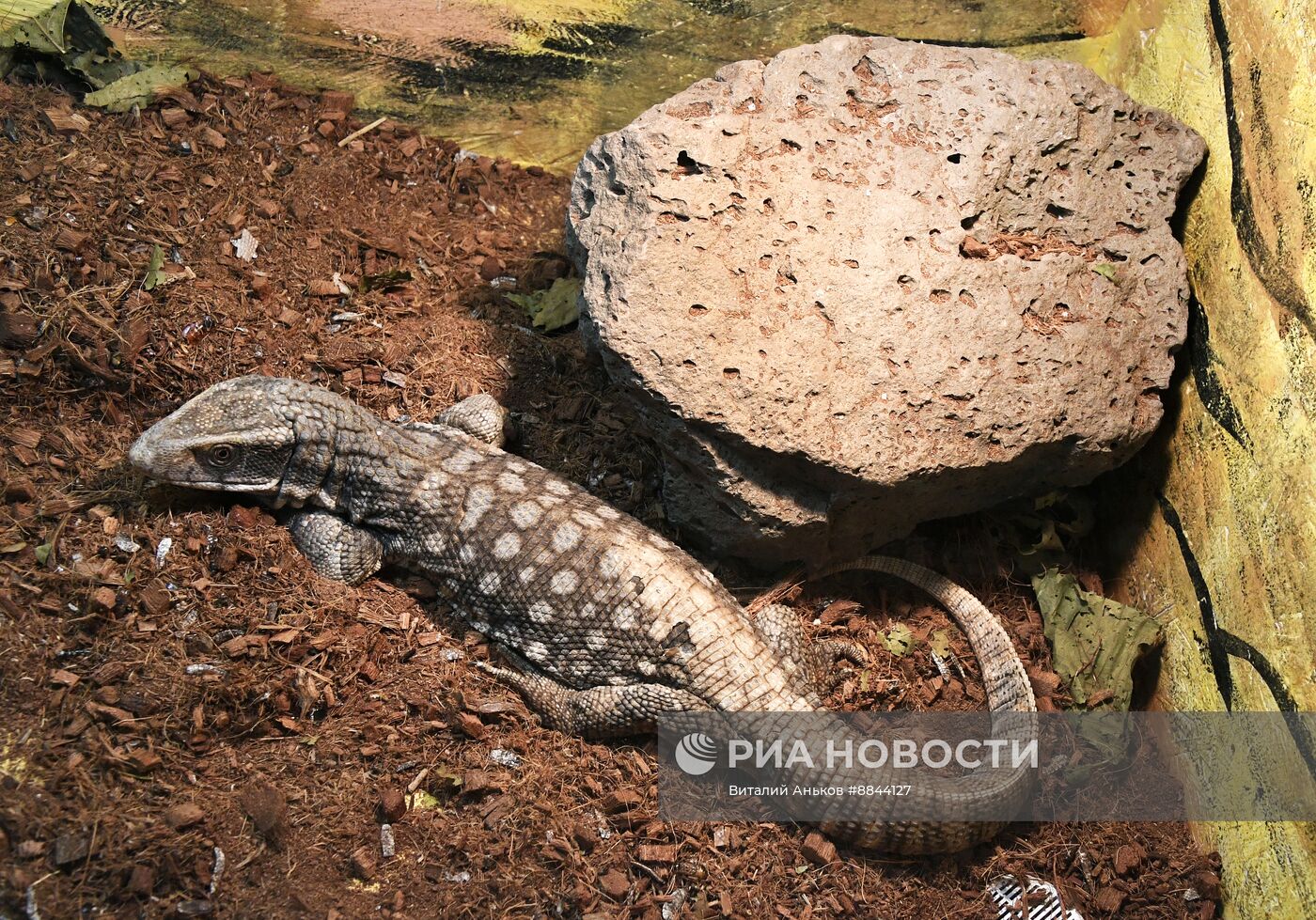 Зоопарк рептилий во Владивостоке