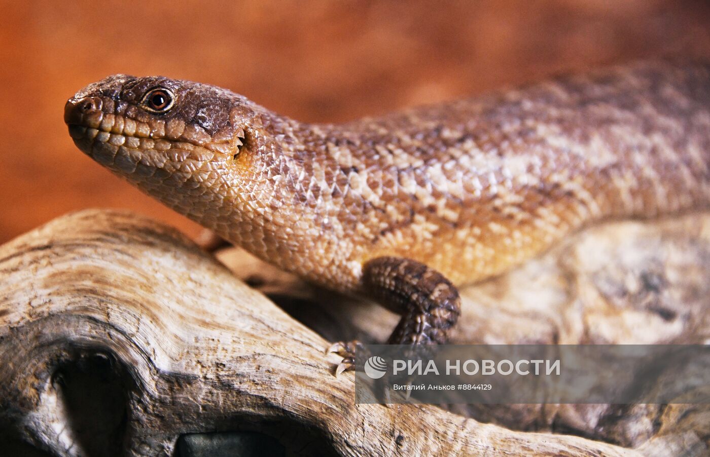 Зоопарк рептилий во Владивостоке