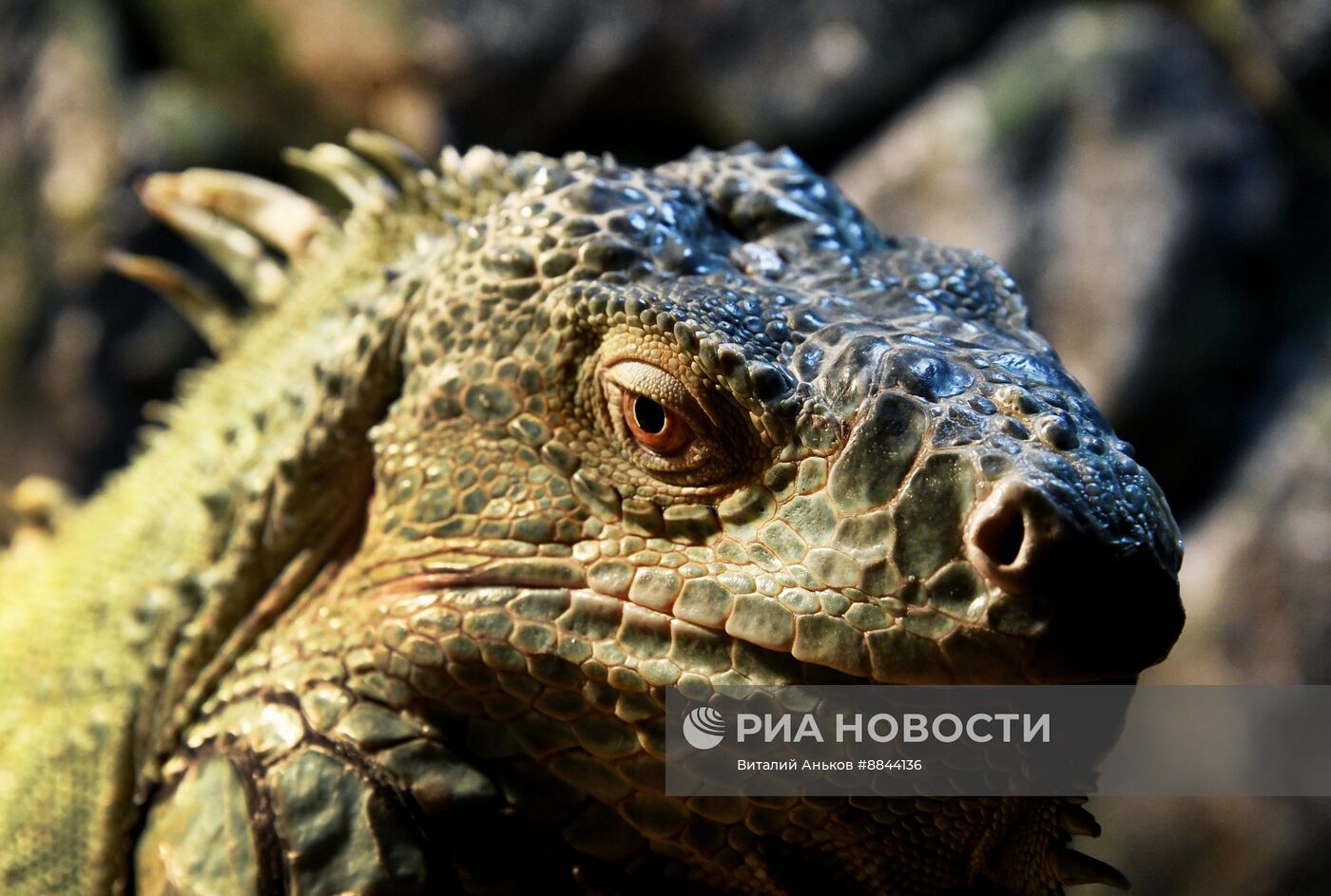 Зоопарк рептилий во Владивостоке
