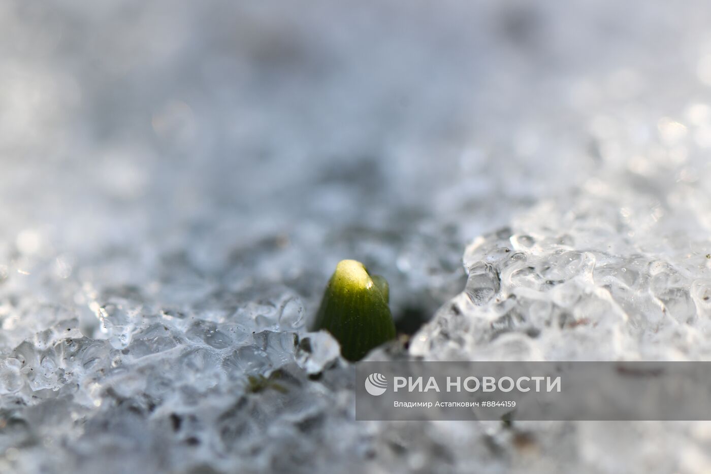 Подснежники расцвели в Москве  