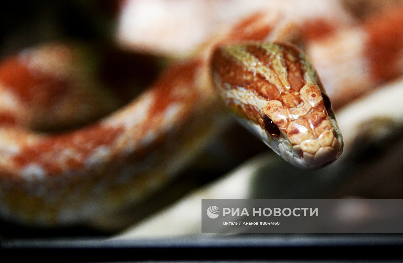 Зоопарк рептилий во Владивостоке