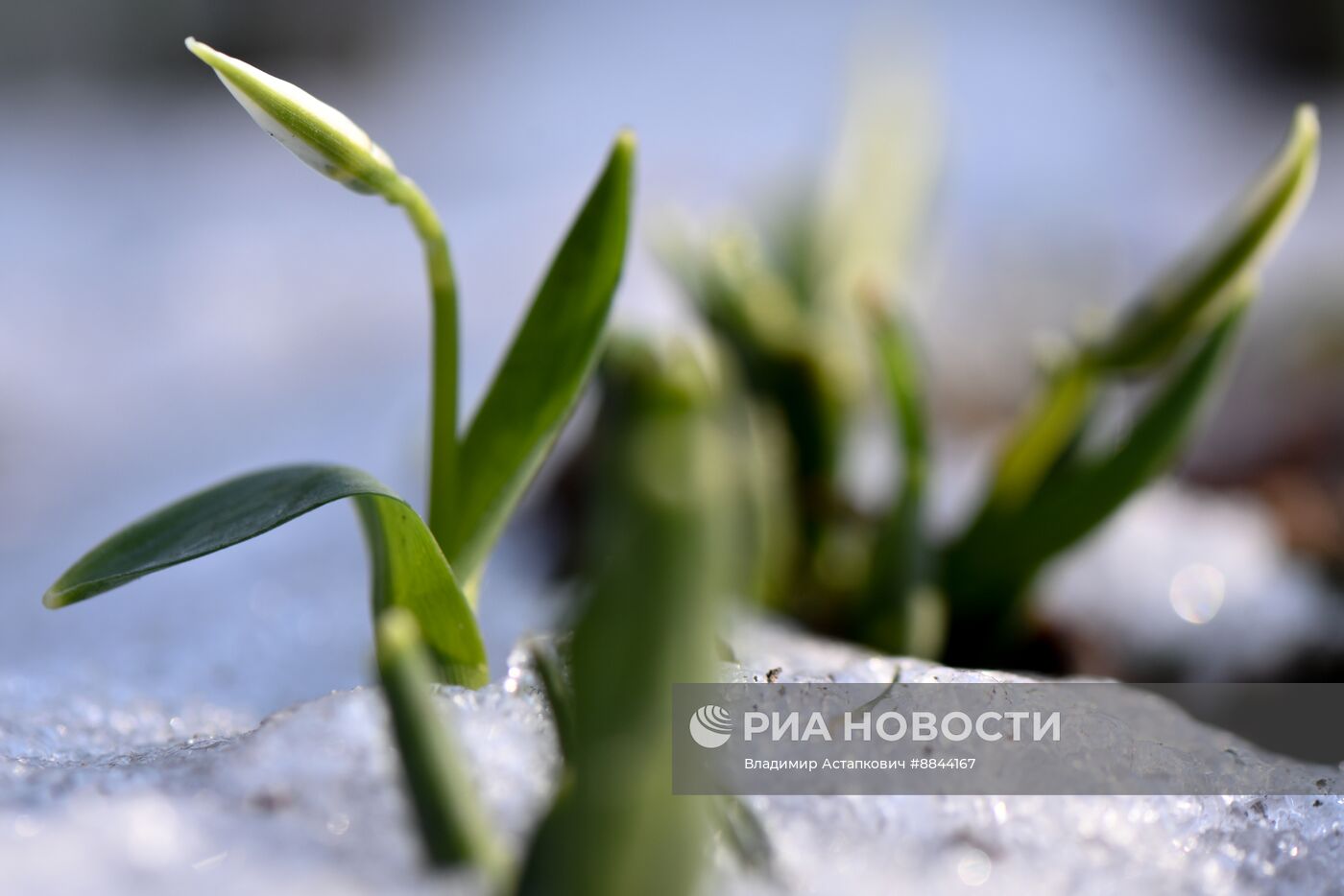 Подснежники расцвели в Москве  