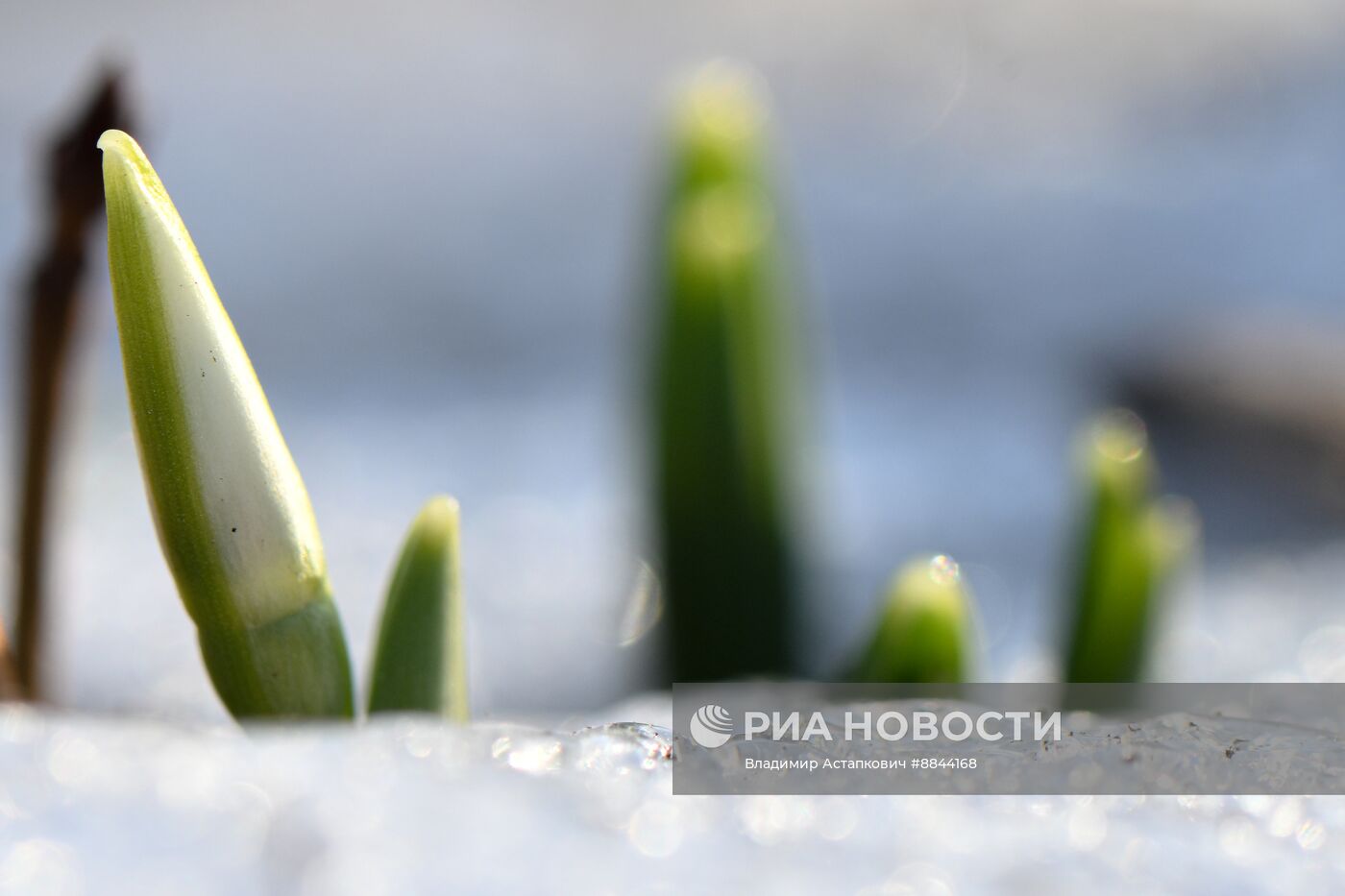Подснежники расцвели в Москве  