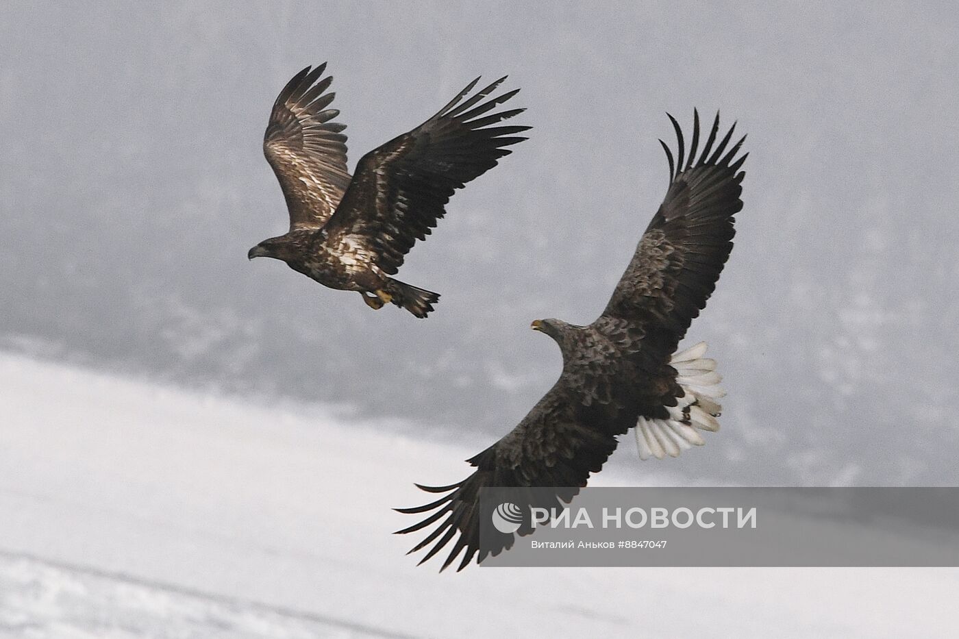 Зимовка краснокнижных белохвостых орланов в Приморском крае