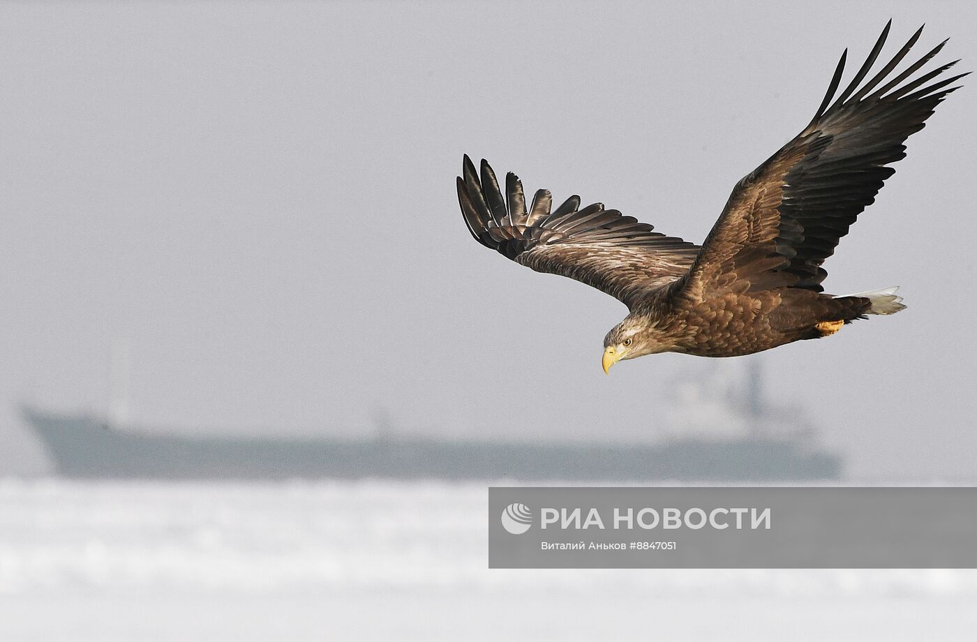 Зимовка краснокнижных белохвостых орланов в Приморском крае